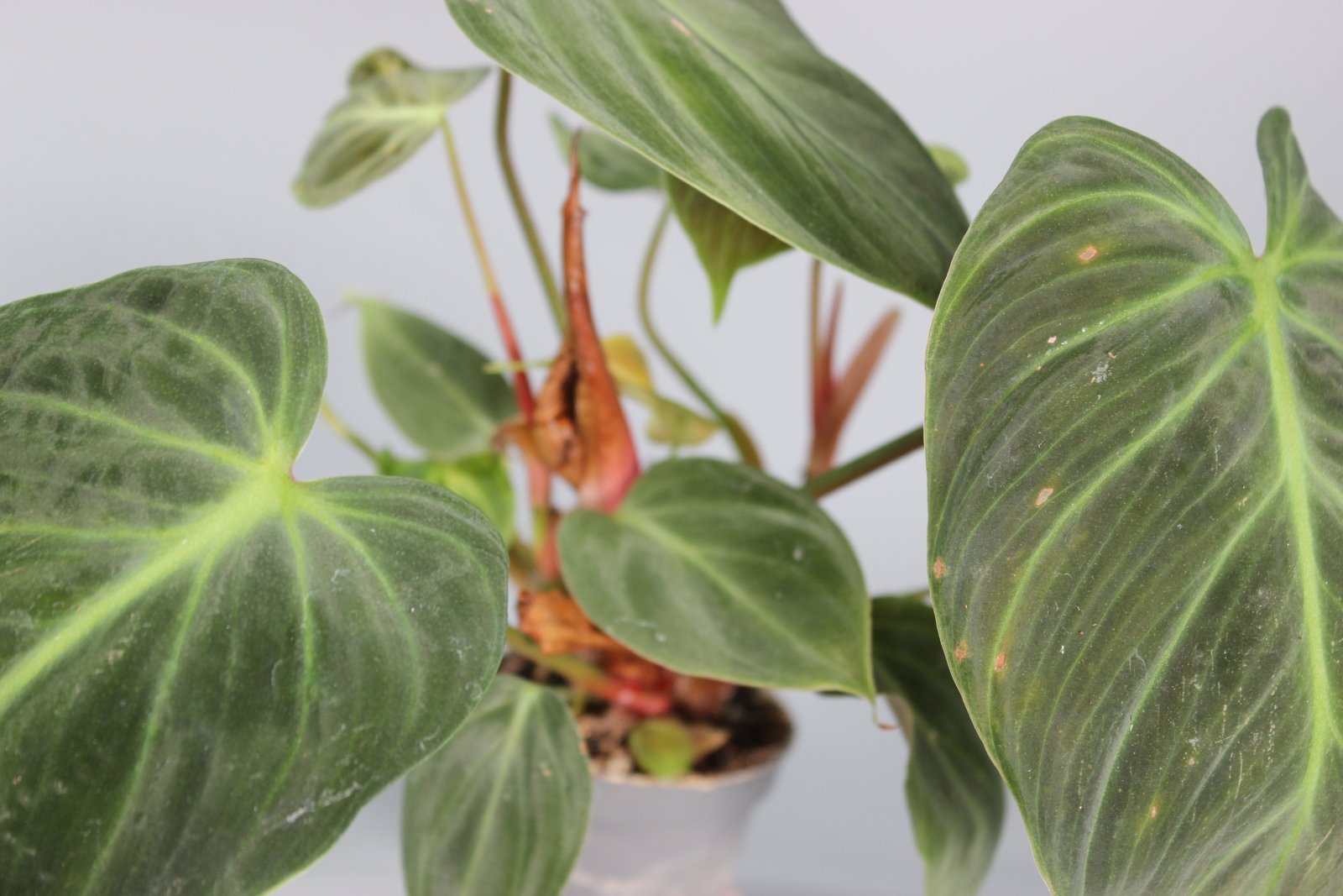 Rare Houseplants - Philodendron El Choco Red - Odd Leaf