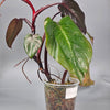 Rare Houseplants - Philodendron Erubescens Pink Princess Marble - B | Rare Houseplants - Odd Leaf