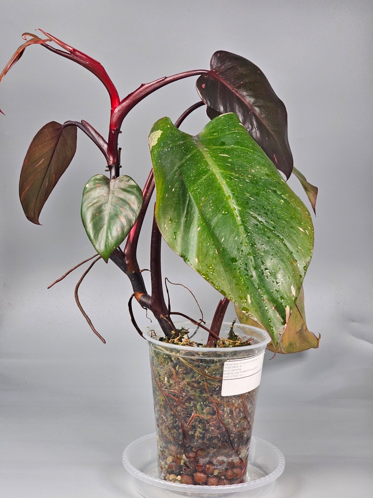 Rare Houseplants - Philodendron Erubescens Pink Princess Marble - B | Rare Houseplants - Odd Leaf