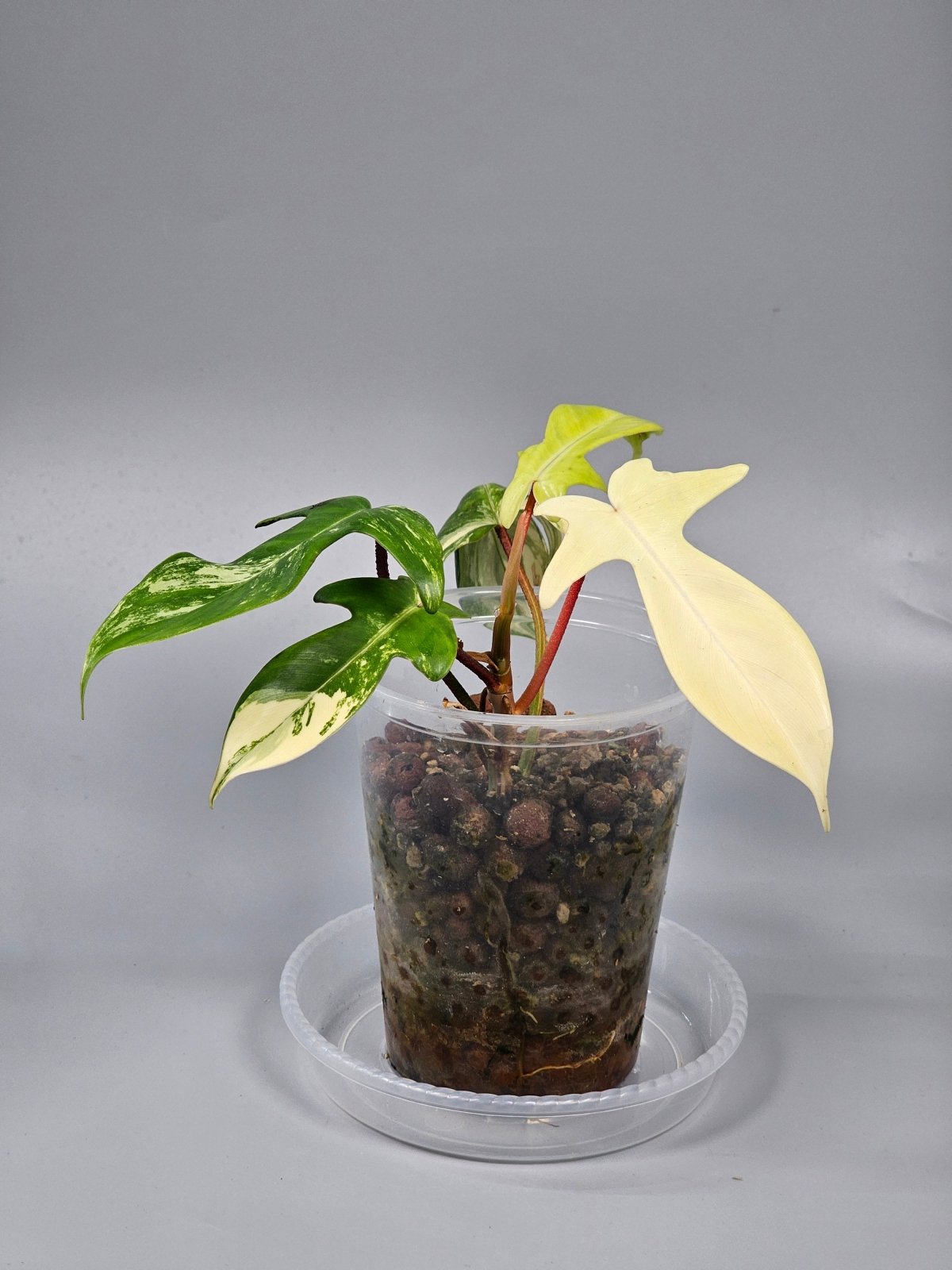 Rare Houseplants - Philodendron Florida Beauty - A | Rare Houseplants - Odd Leaf