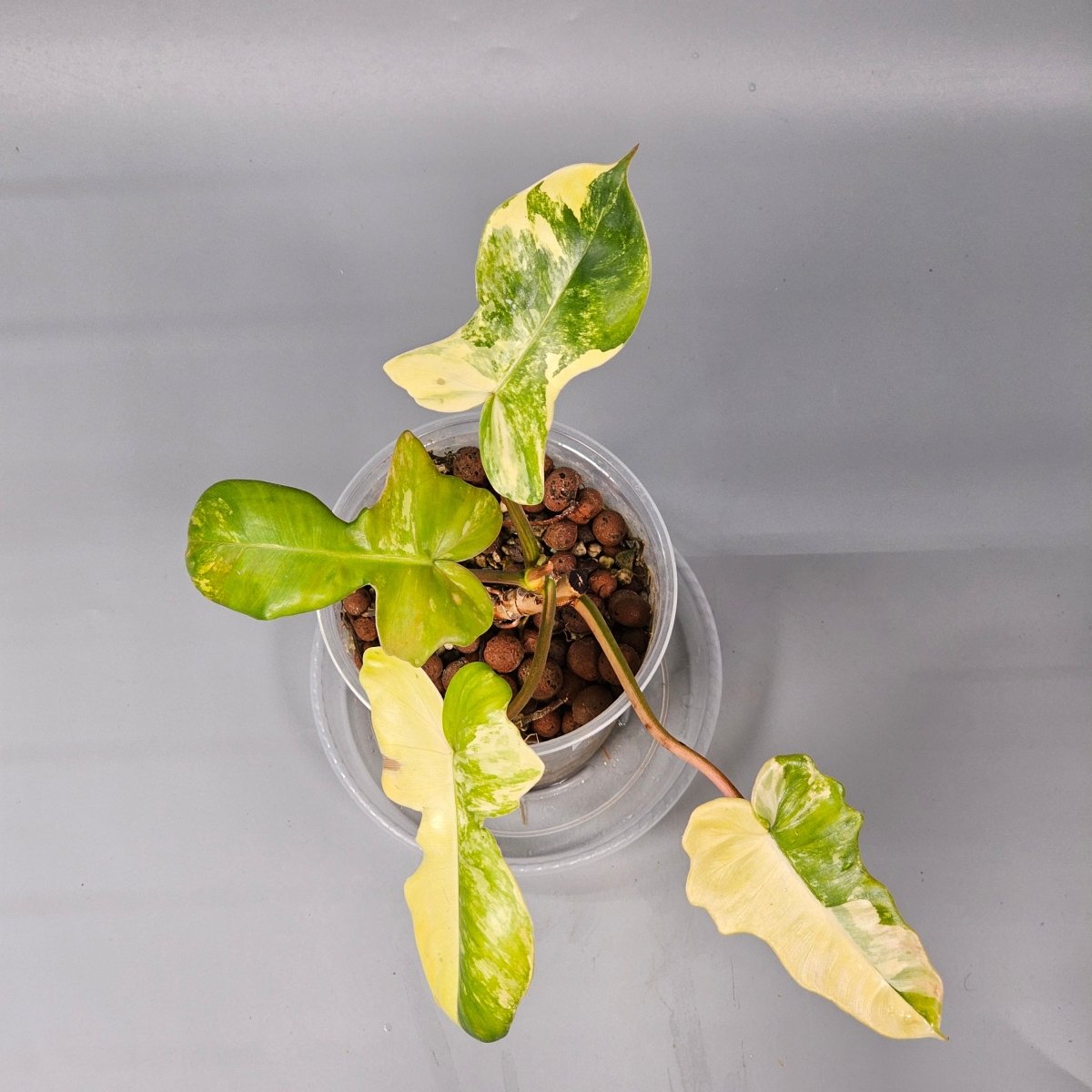 Rare Houseplants - Philodendron Florida Beauty X Mayoi 1 | Rare Houseplants - Odd Leaf