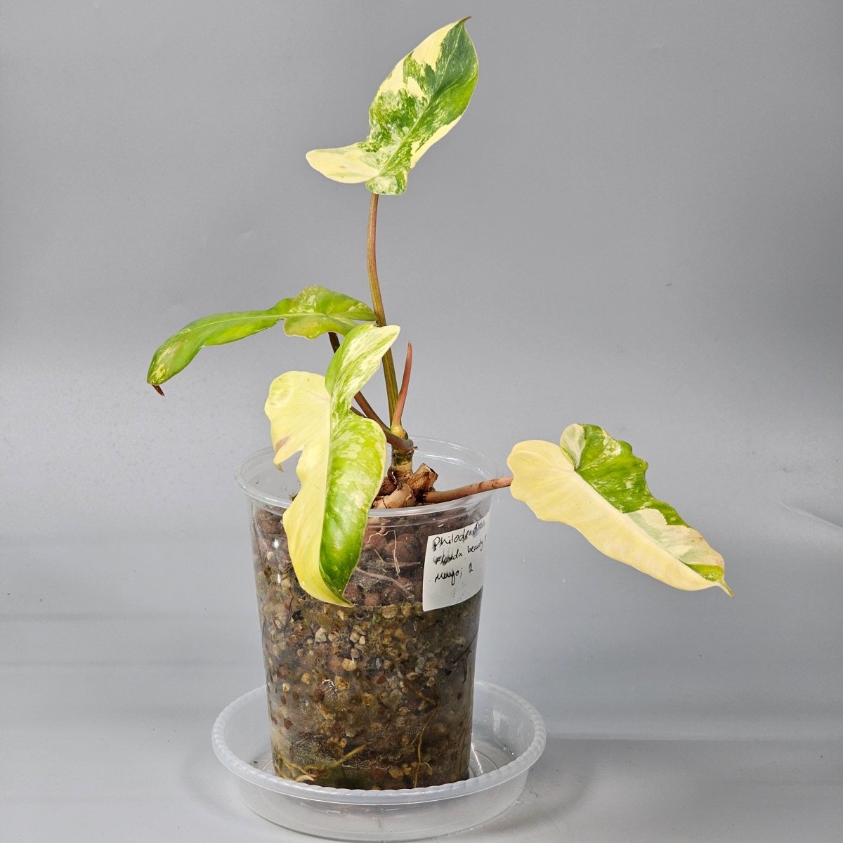 Rare Houseplants - Philodendron Florida Beauty X Mayoi 1 | Rare Houseplants - Odd Leaf