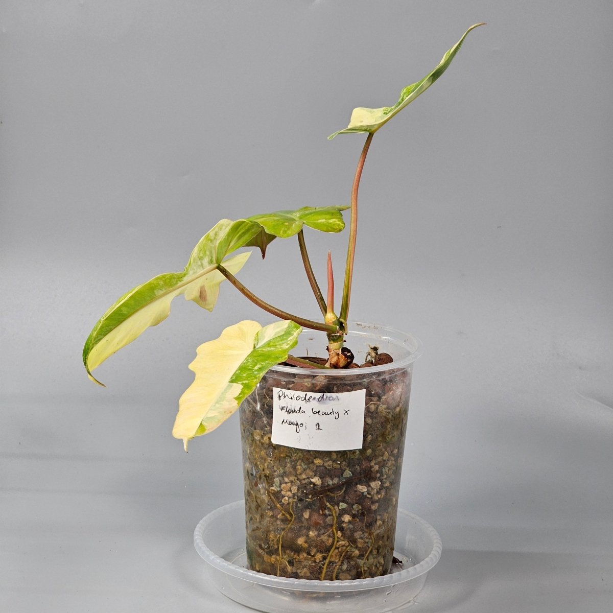 Rare Houseplants - Philodendron Florida Beauty X Mayoi 1 | Rare Houseplants - Odd Leaf