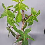 Rare Houseplants - Philodendron florida green - Odd Leaf