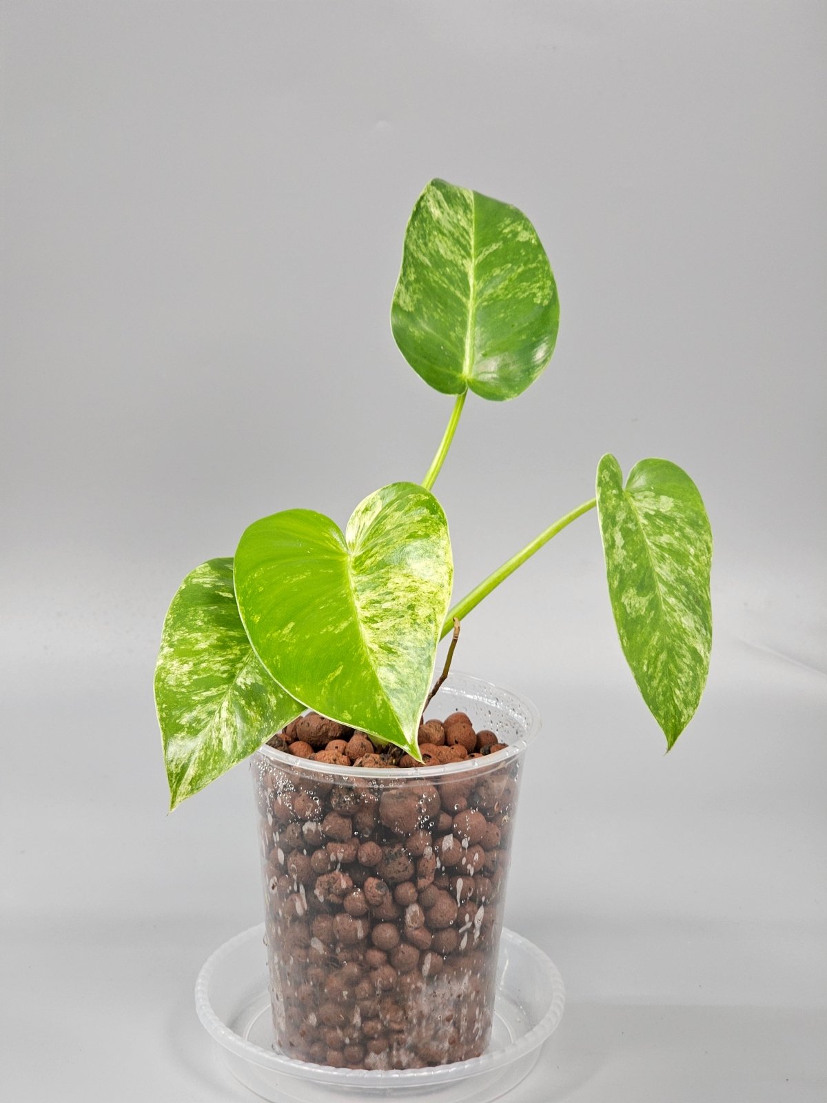 Rare Houseplants - Philodendron Giganteum Blizzard - A | Rare Houseplants - Odd Leaf
