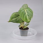 Rare Houseplants - Philodendron Gloriosum - J | Rare Houseplants - Odd Leaf