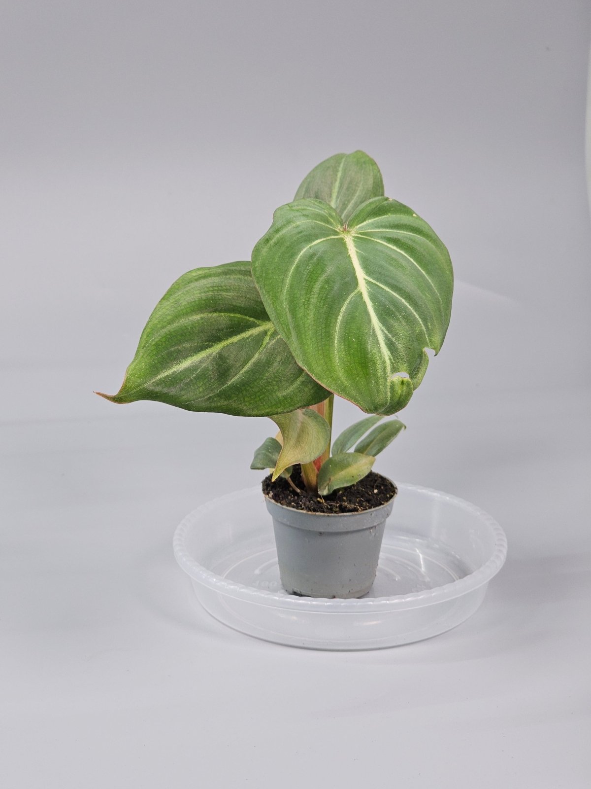 Rare Houseplants - Philodendron Gloriosum - J | Rare Houseplants - Odd Leaf