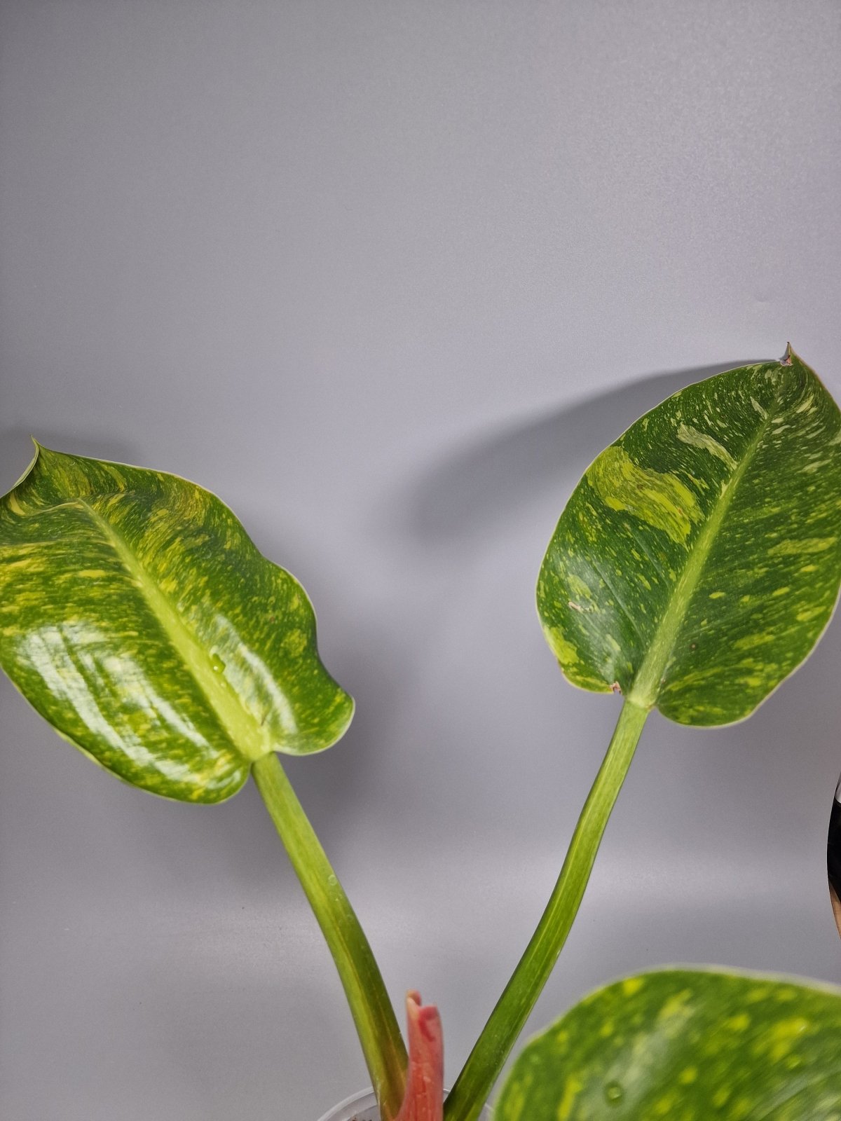 Rare Houseplants - Philodendron Green Congo Hybrid Variegated - Odd Leaf