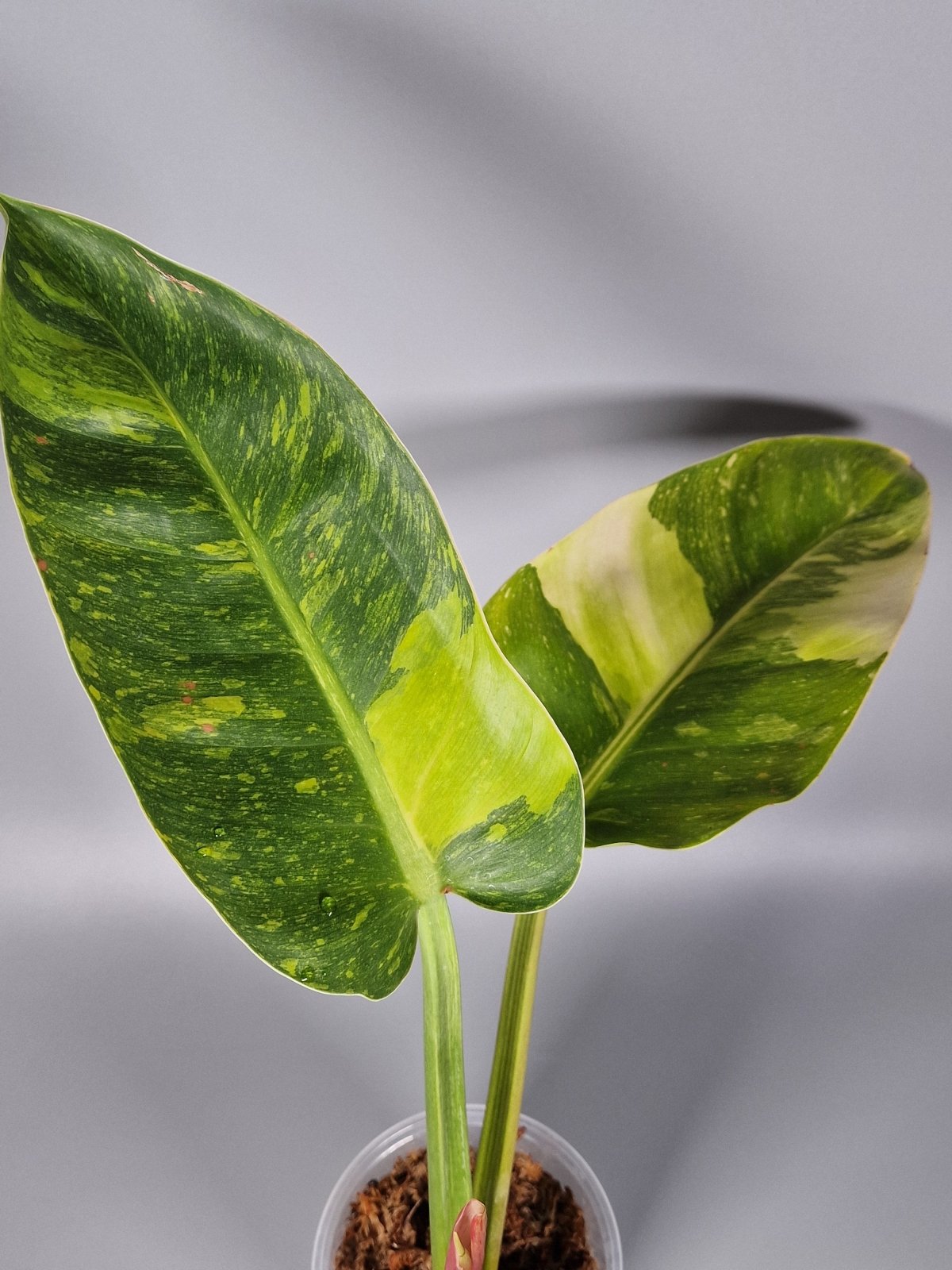 Rare Houseplants - Philodendron Green Congo Hybrid Variegated - Odd Leaf