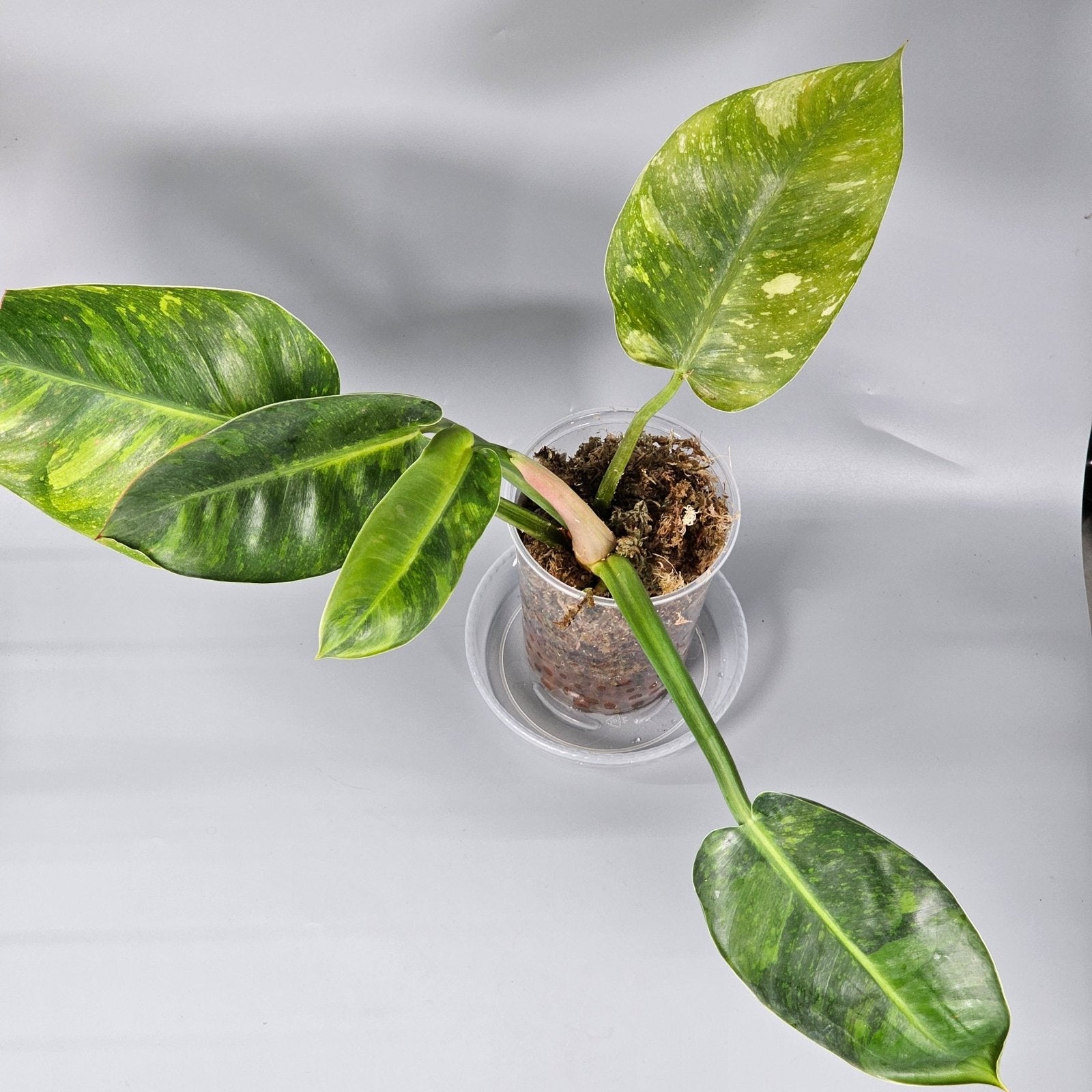 Rare Houseplants - Philodendron Green Congo Variegated 1 | Rare Houseplants - Odd Leaf