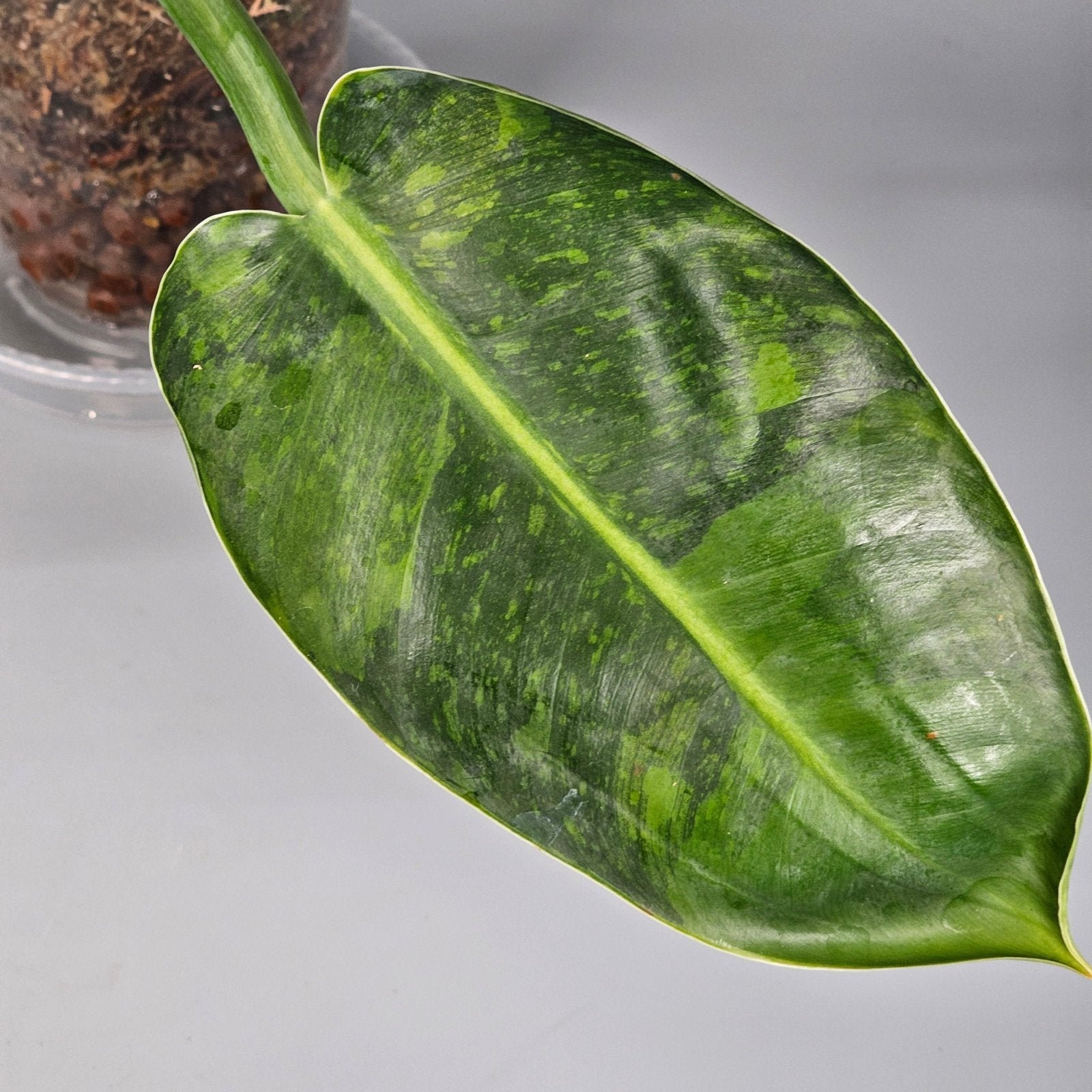 Rare Houseplants - Philodendron Green Congo Variegated 1 | Rare Houseplants - Odd Leaf