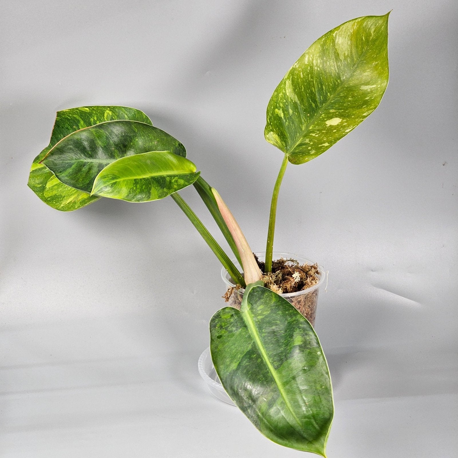 Rare Houseplants - Philodendron Green Congo Variegated 1 | Rare Houseplants - Odd Leaf