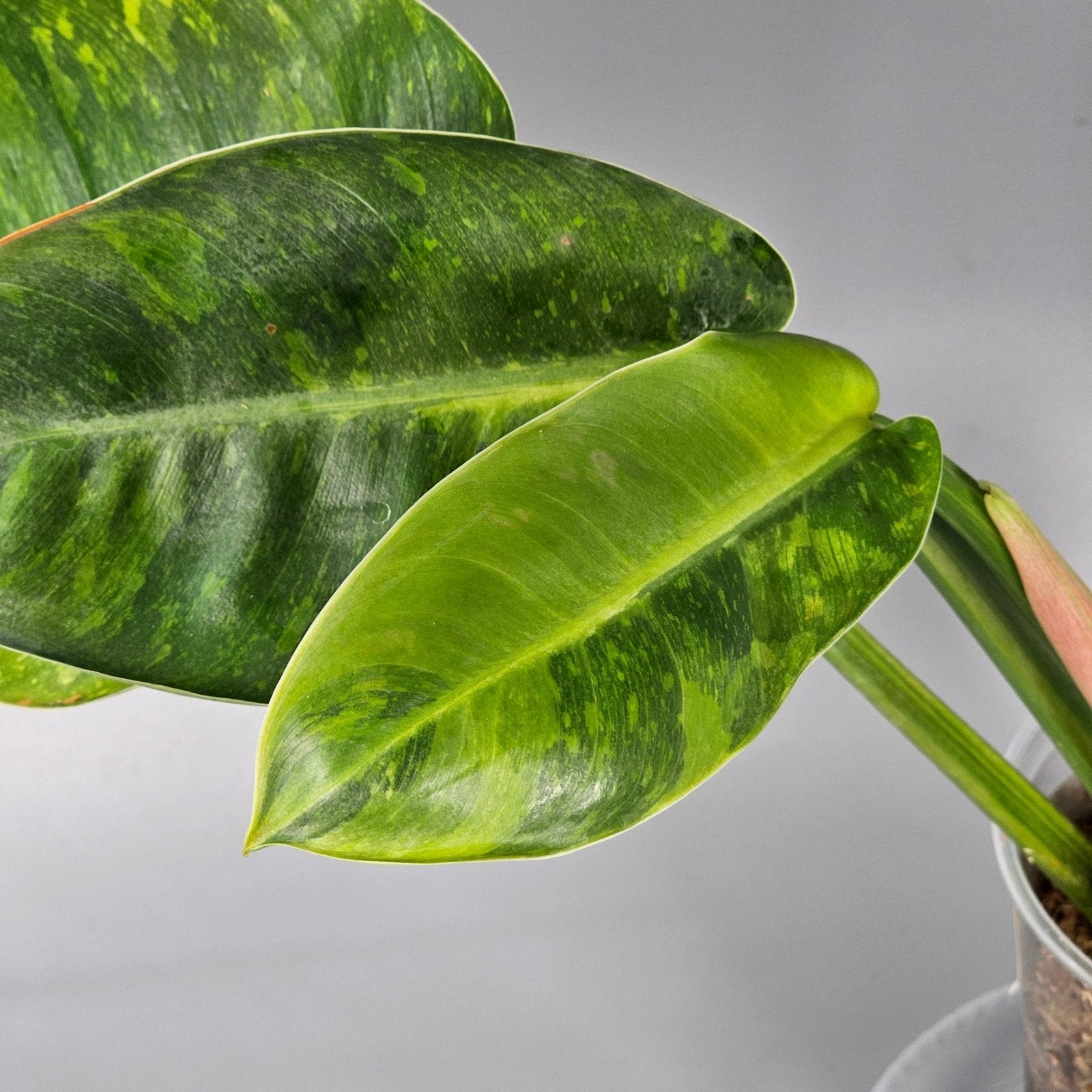 Rare Houseplants - Philodendron Green Congo Variegated 1 | Rare Houseplants - Odd Leaf