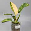 Rare Houseplants - Philodendron Green Congo Variegated - A | Rare Houseplants - Odd Leaf