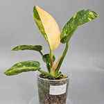 Rare Houseplants - Philodendron Green Congo Variegated - A | Rare Houseplants - Odd Leaf