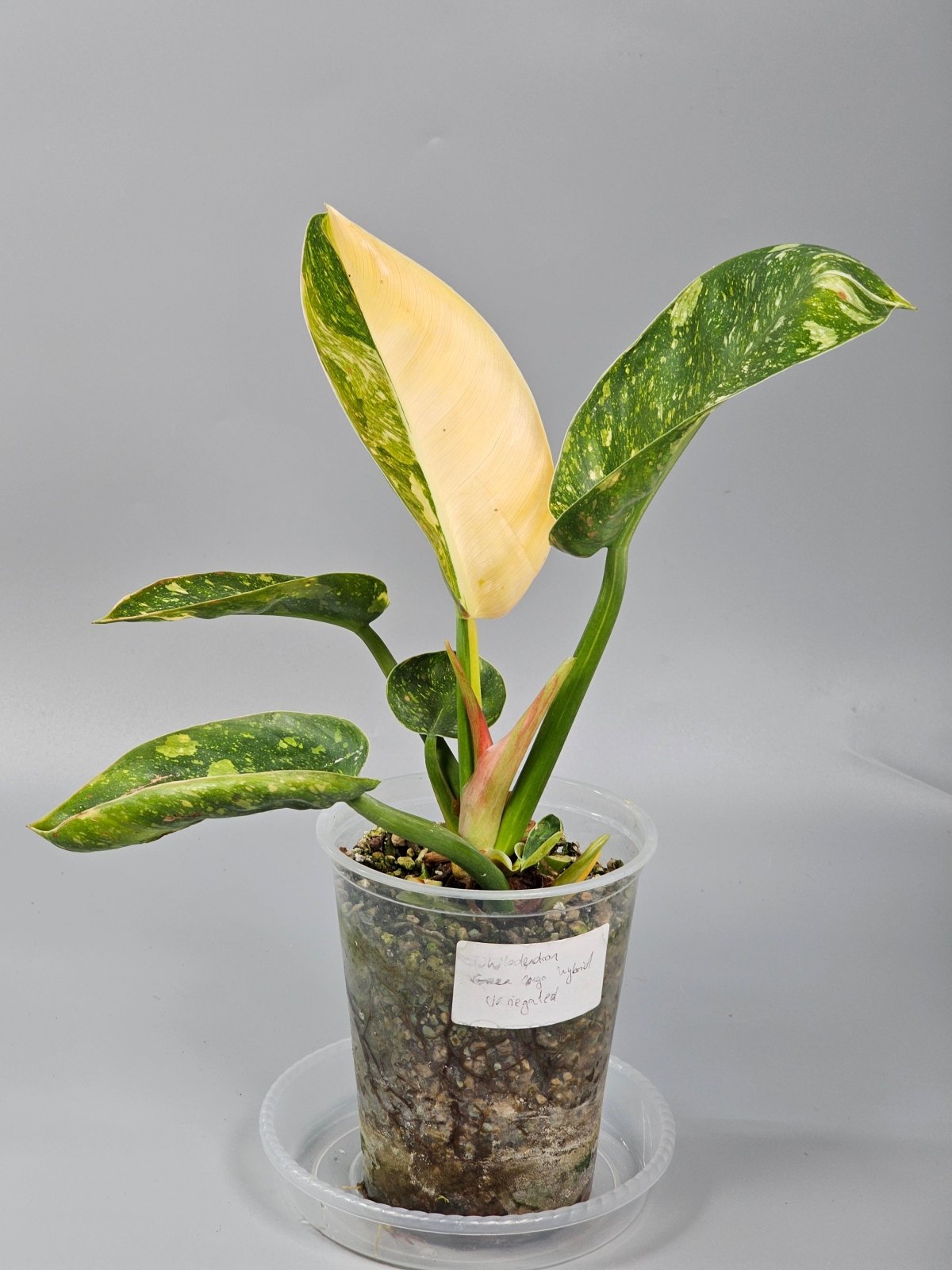 Rare Houseplants - Philodendron Green Congo Variegated - A | Rare Houseplants - Odd Leaf