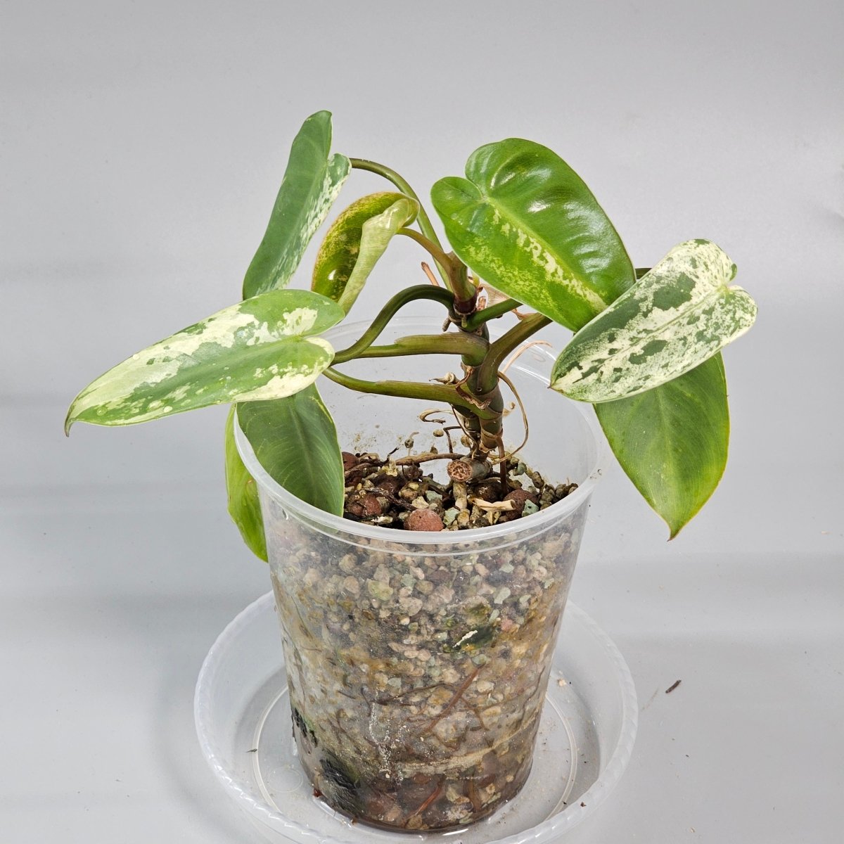 Rare Houseplants - Philodendron ilsemanii 2 - Odd Leaf