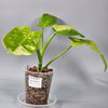 Rare Houseplants - Philodendron Jose Buono 1 | Rare Houseplants - Odd Leaf