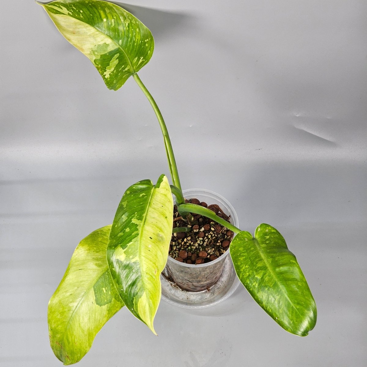 Rare Houseplants - Philodendron Jose Buono 1 | Rare Houseplants - Odd Leaf