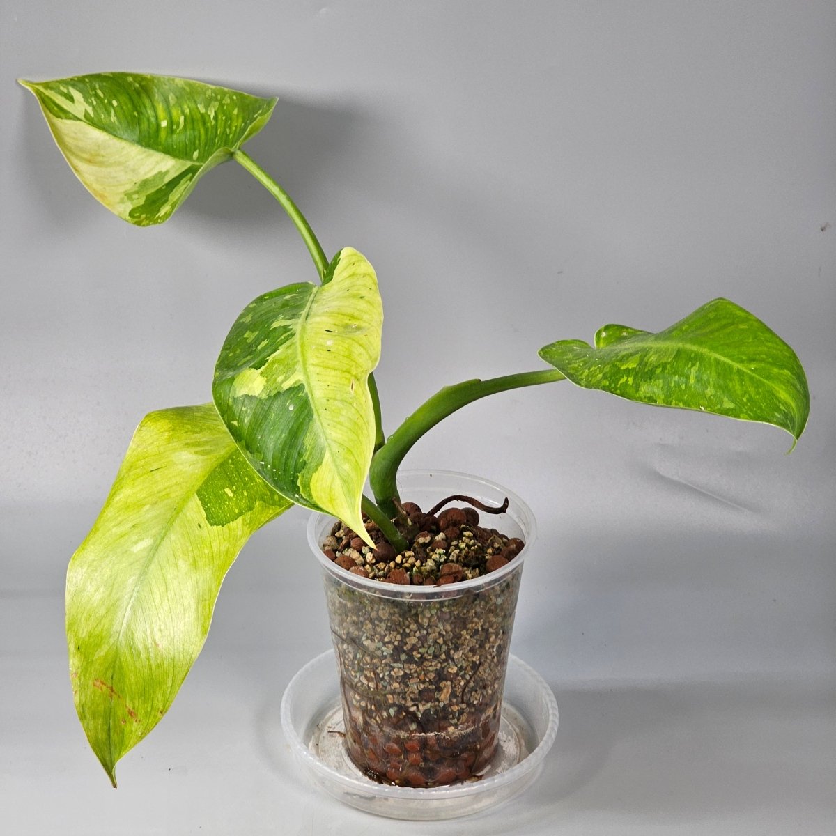 Rare Houseplants - Philodendron Jose Buono 1 | Rare Houseplants - Odd Leaf