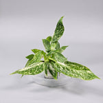 Rare Houseplants - Philodendron 'jose Buono' - D | Rare Houseplants - Odd Leaf