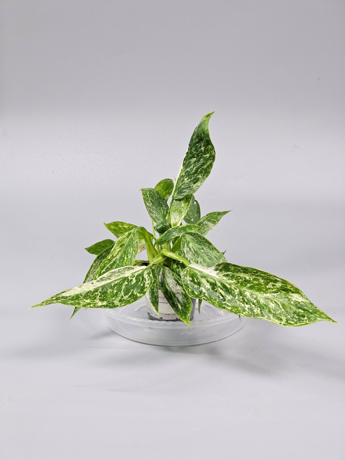 Rare Houseplants - Philodendron 'jose Buono' - D | Rare Houseplants - Odd Leaf