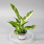 Rare Houseplants - Philodendron 'jose Buono' - E | Rare Houseplants - Odd Leaf