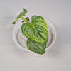 Rare Houseplants - Philodendron Mamei 6cm - A | Rare Houseplants - Odd Leaf