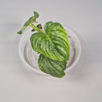 Rare Houseplants - Philodendron Mamei 6cm - A | Rare Houseplants - Odd Leaf