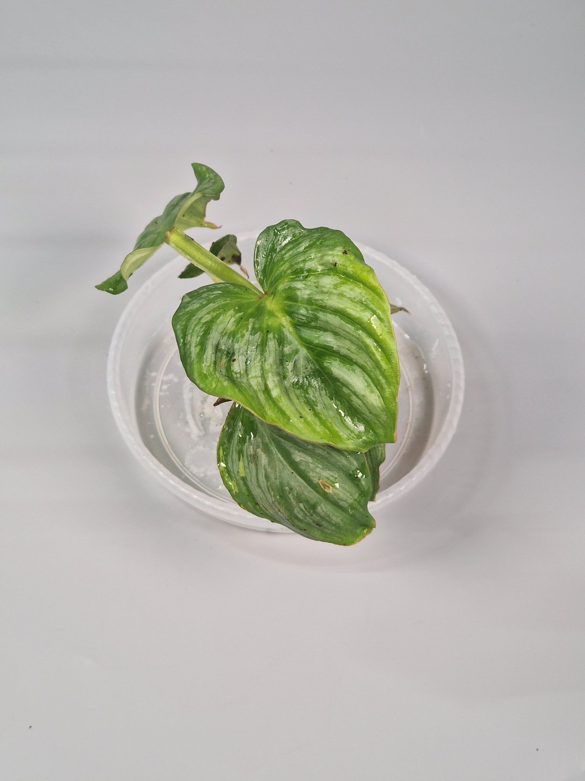Rare Houseplants - Philodendron Mamei 6cm - A | Rare Houseplants - Odd Leaf