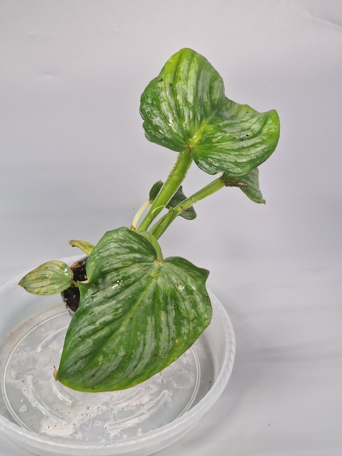 Rare Houseplants - Philodendron Mamei 6cm - A | Rare Houseplants - Odd Leaf