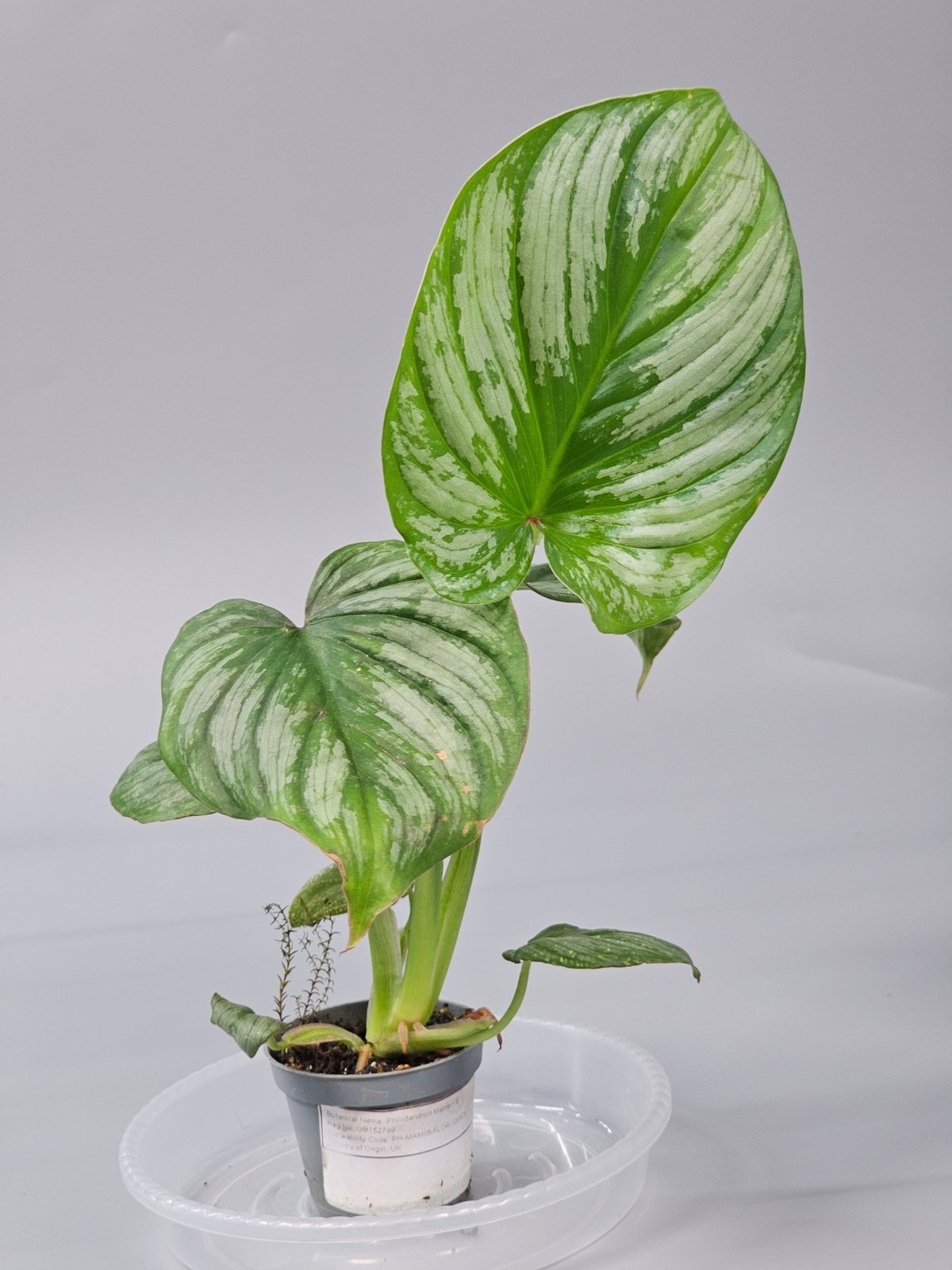 Rare Houseplants - Philodendron Mamei - E | Rare Houseplants - Odd Leaf