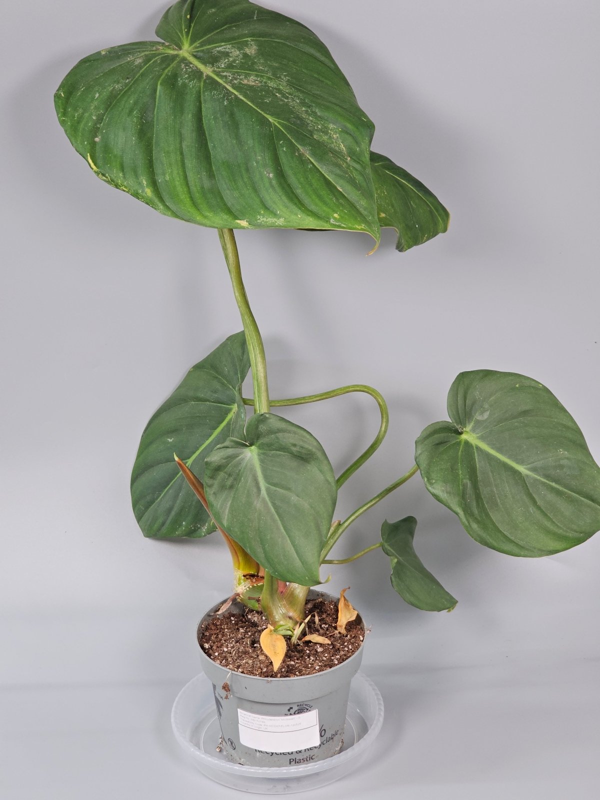 Rare Houseplants - Philodendron 'mcdowell' - G | Rare Houseplants - Odd Leaf