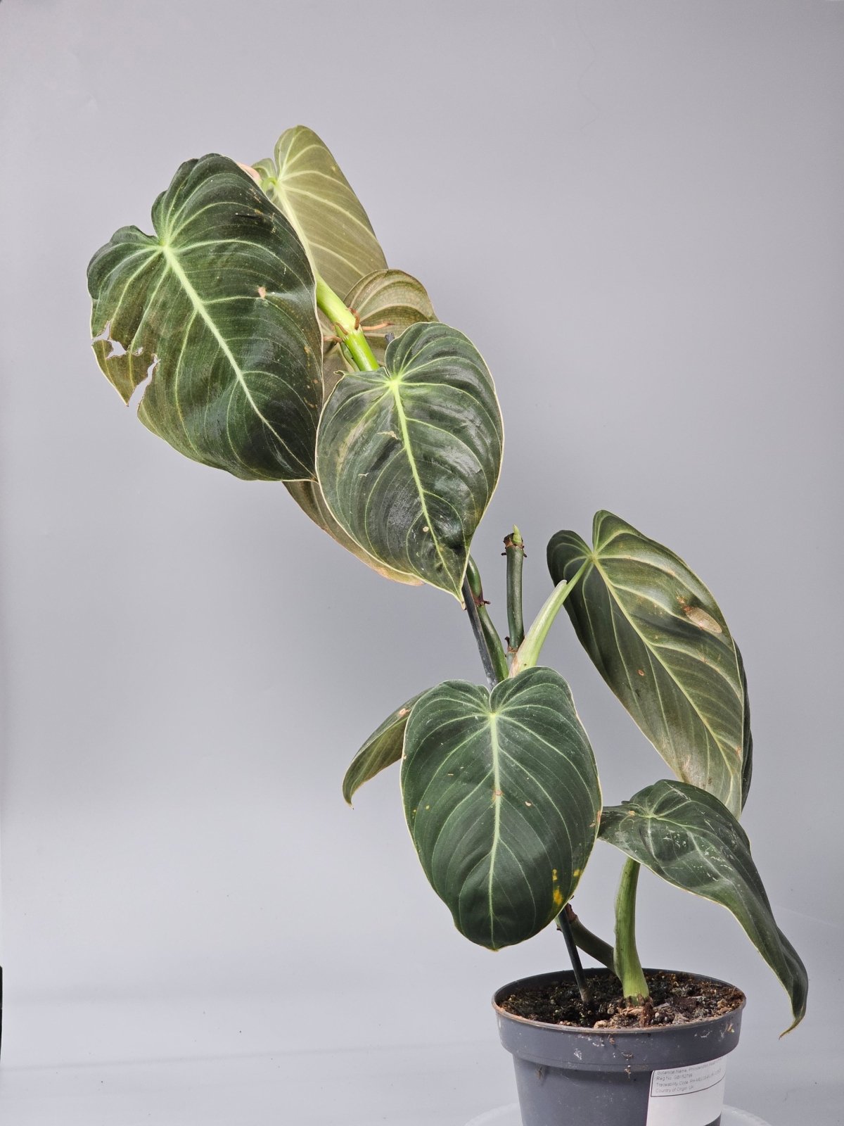 Rare Houseplants - Philodendron Melanochrysum - C | Rare Houseplants - Odd Leaf