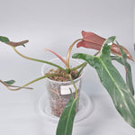 Rare Houseplants - Philodendron Mexicanum - B | Rare Houseplants - Odd Leaf