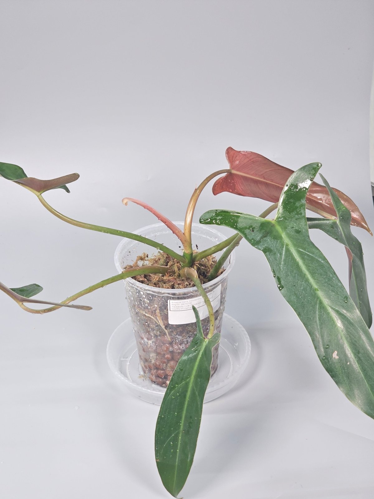 Rare Houseplants - Philodendron Mexicanum - B | Rare Houseplants - Odd Leaf