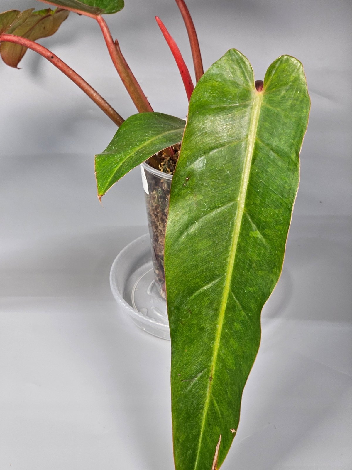 Rare Houseplants - Philodendron Orange Marmalade I - A | Rare Houseplants - Odd Leaf