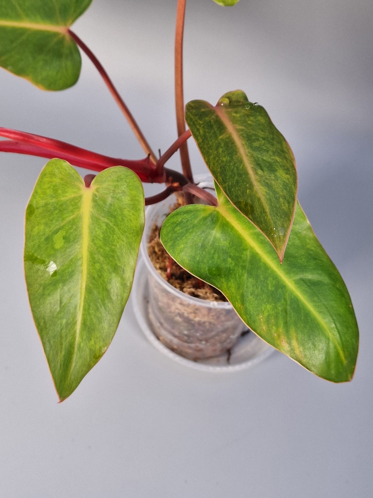 Rare Houseplants - Philodendron Painted Lady - Odd Leaf