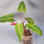 Rare Houseplants - Philodendron Painted Lady - Odd Leaf