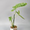 Rare Houseplants - Philodendron Paraiso Verde - C | Rare Houseplants - Odd Leaf