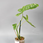 Rare Houseplants - Philodendron Paraiso Verde - C | Rare Houseplants - Odd Leaf