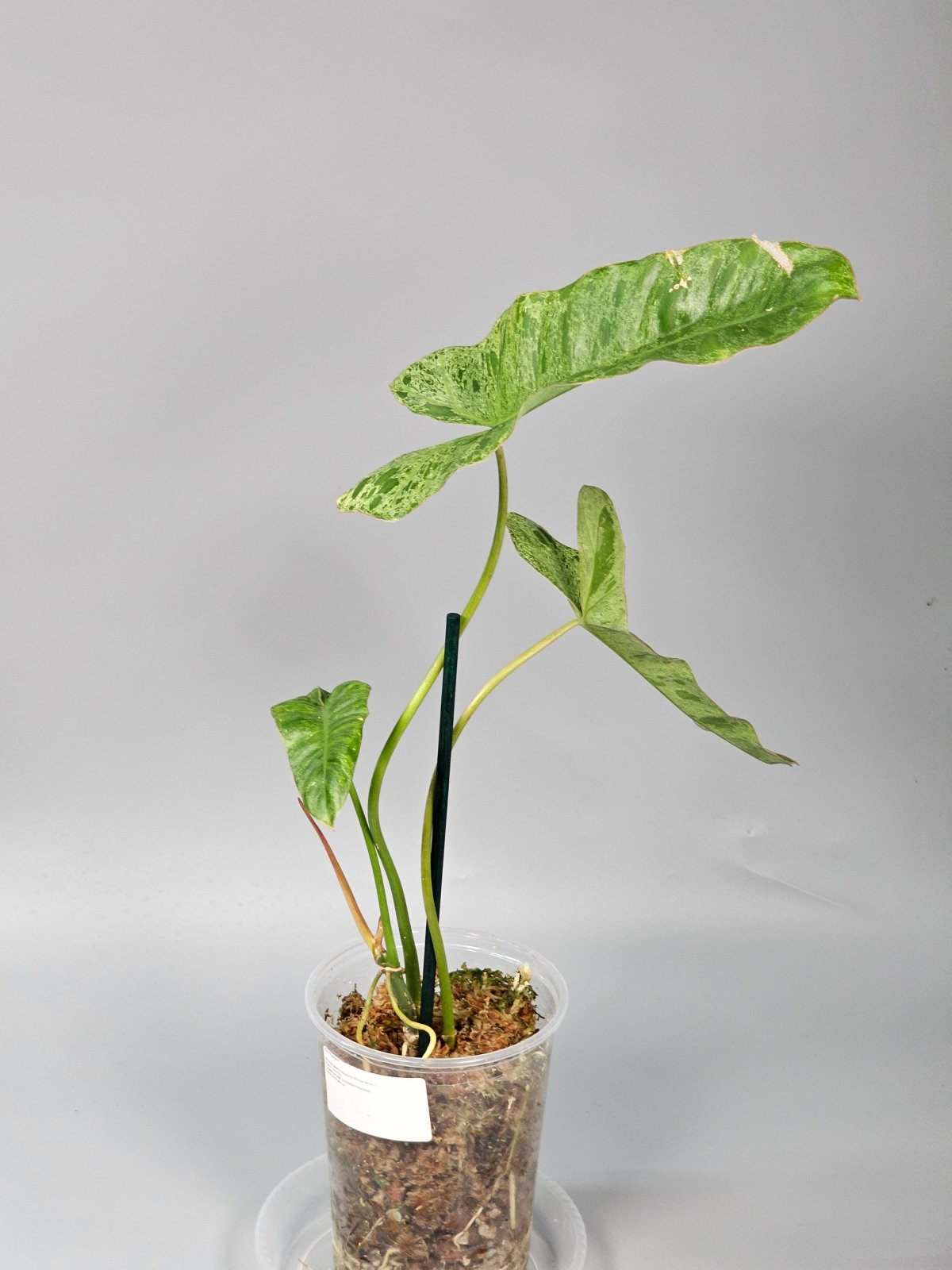 Rare Houseplants - Philodendron Paraiso Verde - C | Rare Houseplants - Odd Leaf