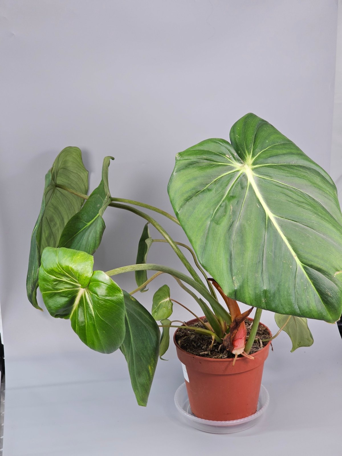 Rare Houseplants - Philodendron Pastazanum - B | Rare Houseplants - Odd Leaf