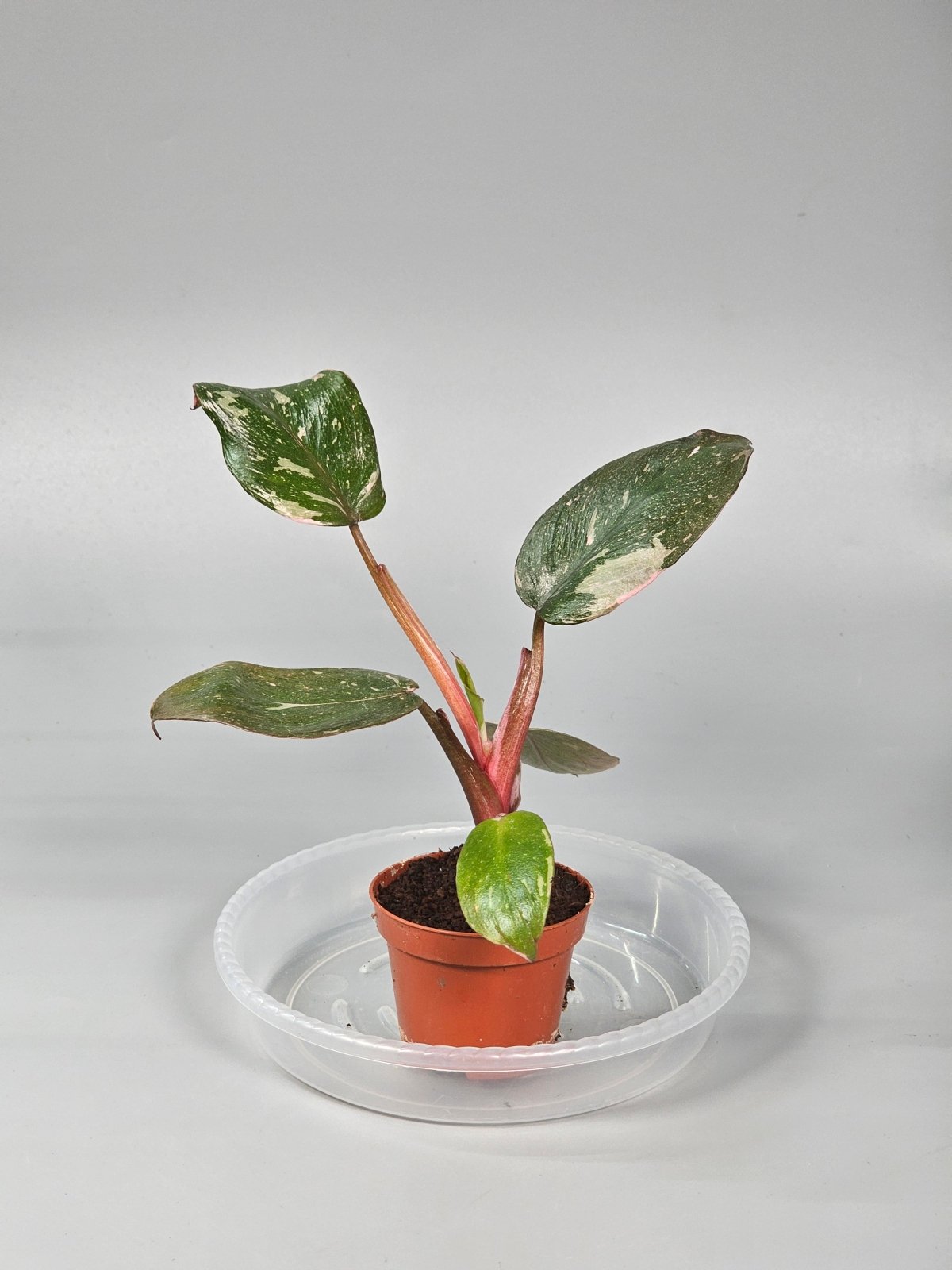 Rare Houseplants - Philodendron 'Pink Princess' - A | Rare Houseplants - Odd Leaf