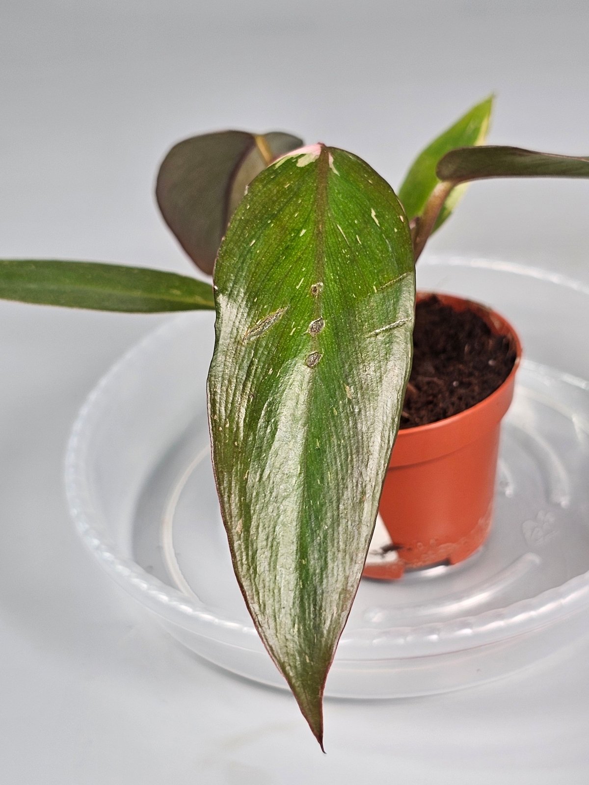 Rare Houseplants - Philodendron 'pink Princess' - G | Rare Houseplants - Odd Leaf