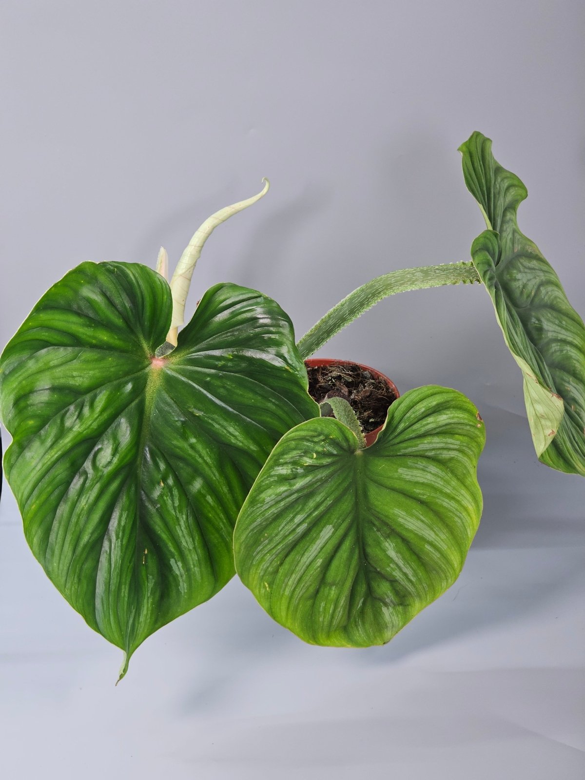 Rare Houseplants - Philodendron Plowmanii - B | Rare Houseplants - Odd Leaf