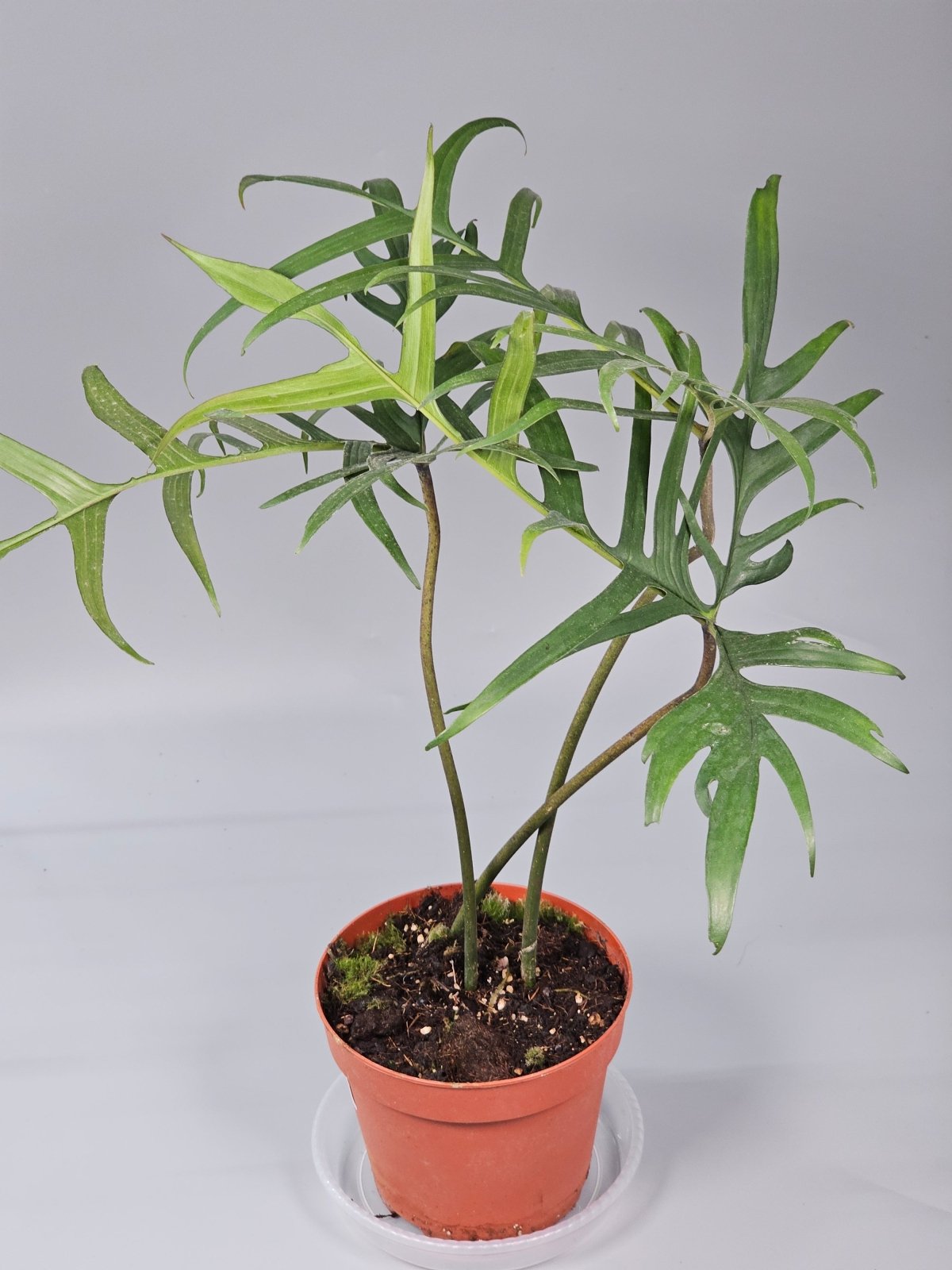 Rare Houseplants - Philodendron Polypodioides - B | Rare Houseplants - Odd Leaf