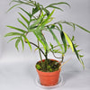 Rare Houseplants - Philodendron Polypodioides - D | Rare Houseplants - Odd Leaf