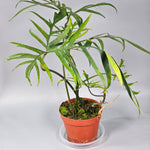 Rare Houseplants - Philodendron Polypodioides - D | Rare Houseplants - Odd Leaf