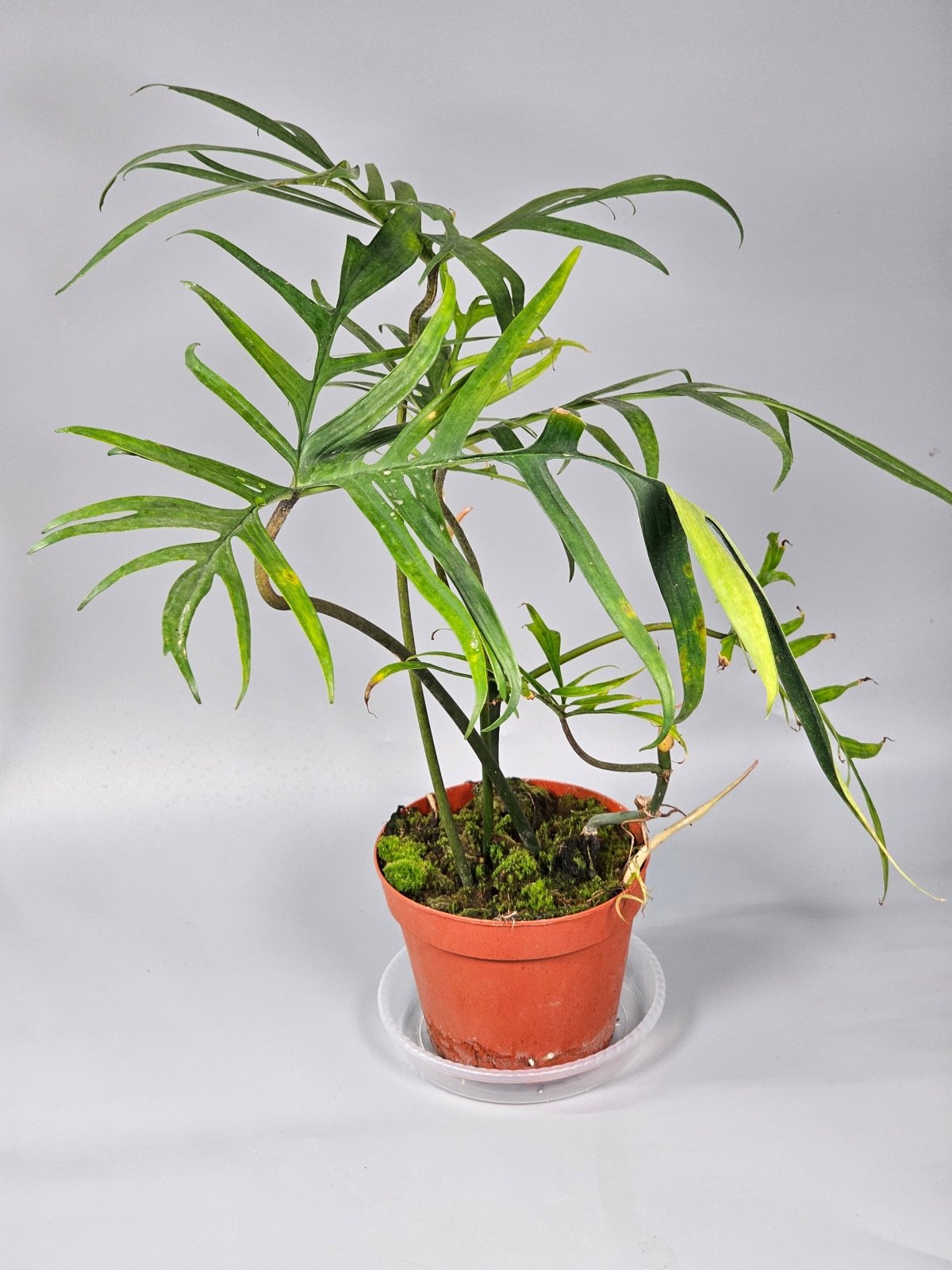 Rare Houseplants - Philodendron Polypodioides - D | Rare Houseplants - Odd Leaf